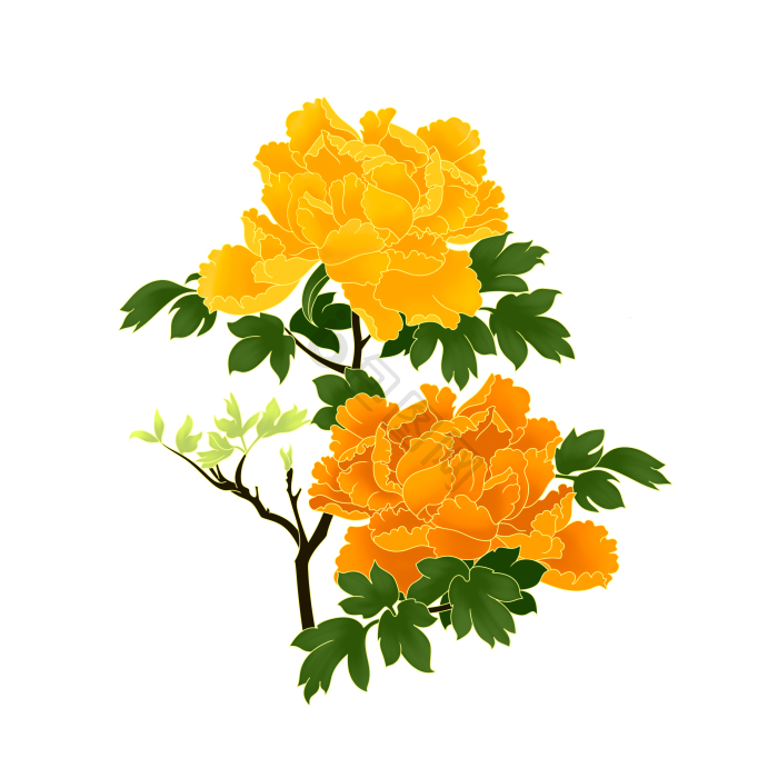 花开富贵图片-花开富贵图片模板