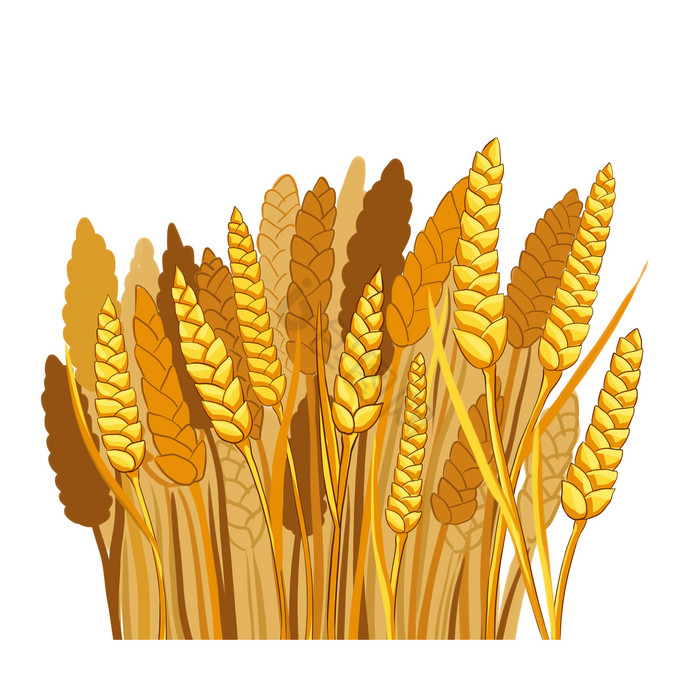 农田农作物小麦粮食图片