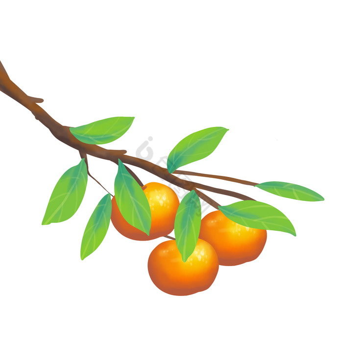霜降果实橘子橘子树图片