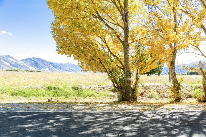 秋天的童话秋季金黄色的大树图片