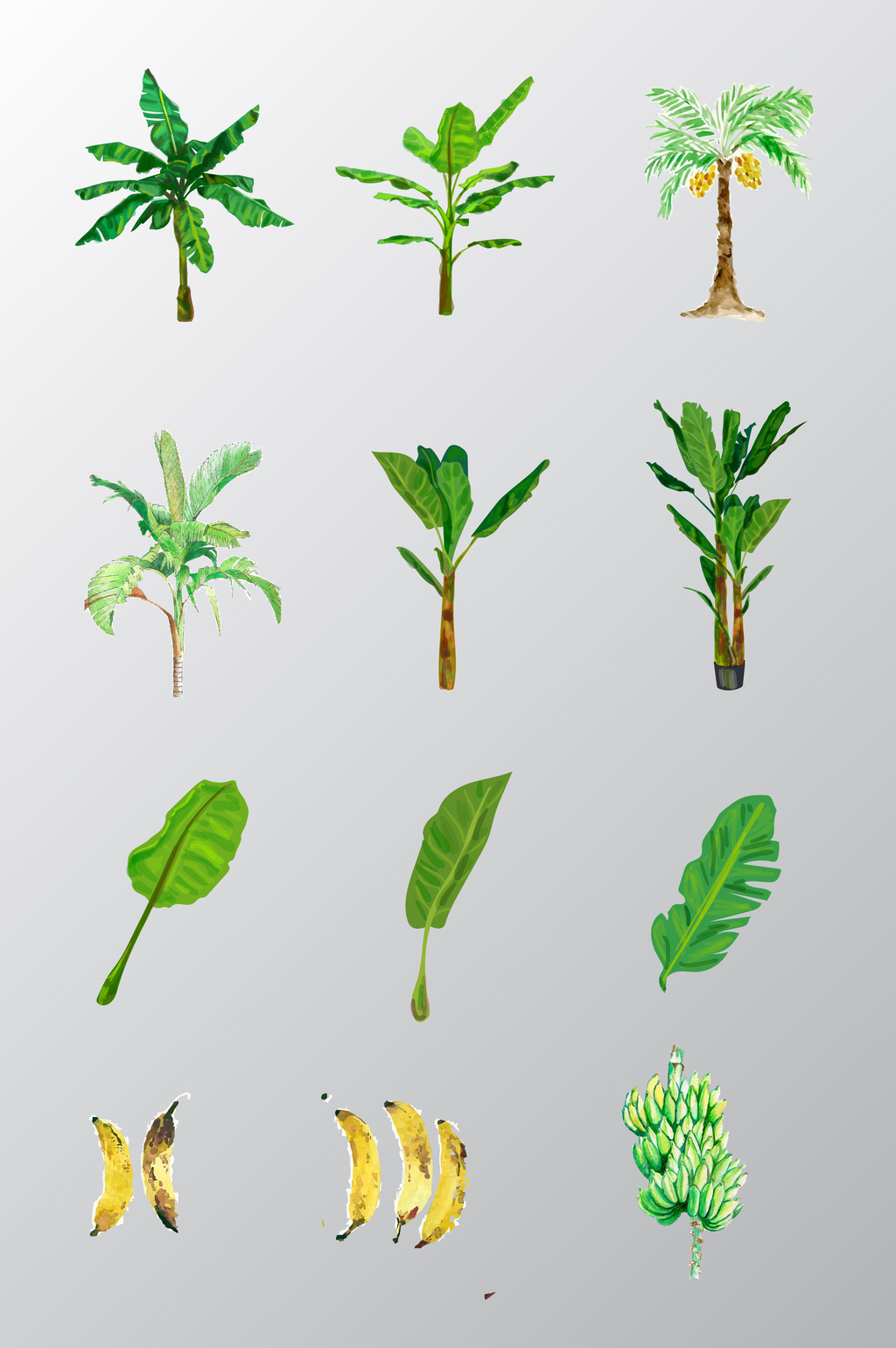 植物香蕉树矢量图