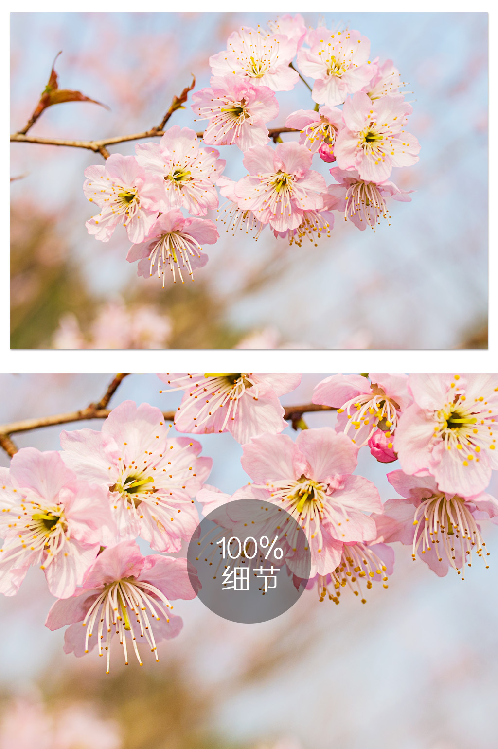 樱花清新唯美日系单枝花朵高清摄影背景图片