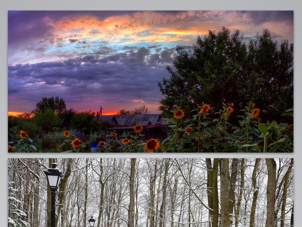 彩色树林里的景色背景