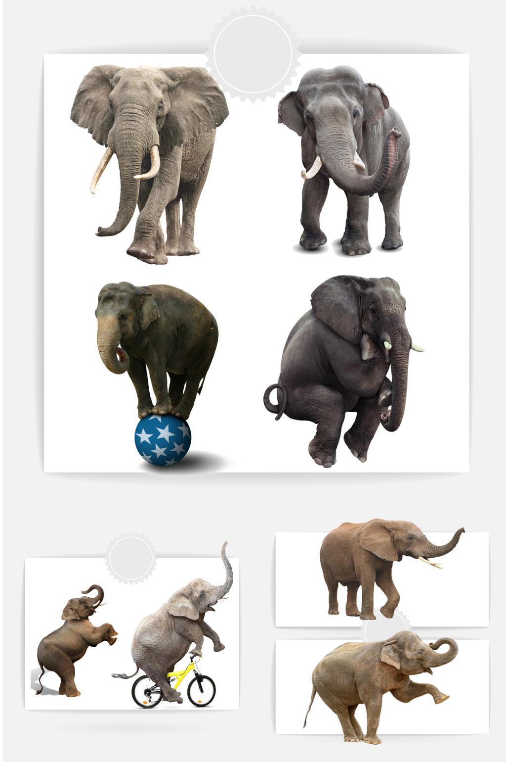 健壮的大象免抠素材