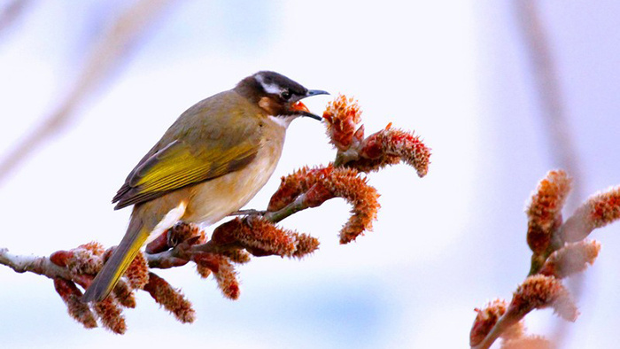 动物音效鸟咯咯叫声