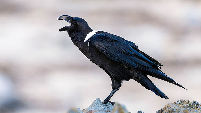 动物音效乌鸦啊啊叫声