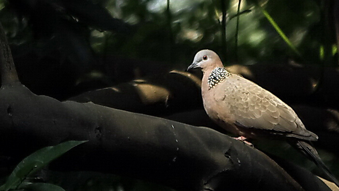 小溪边布谷鸟的叫声