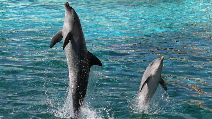 一群海豚清亮的叫声