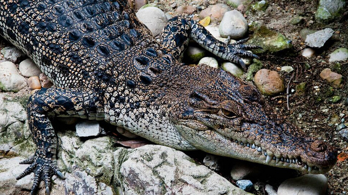 鳄鱼咆哮的低沉声音