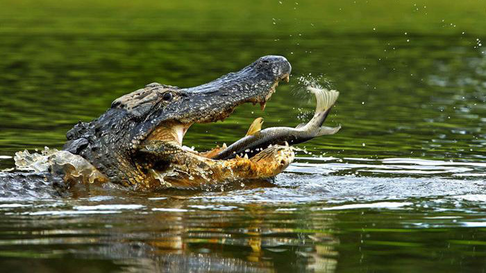 池塘里的鳄鱼叫声音效