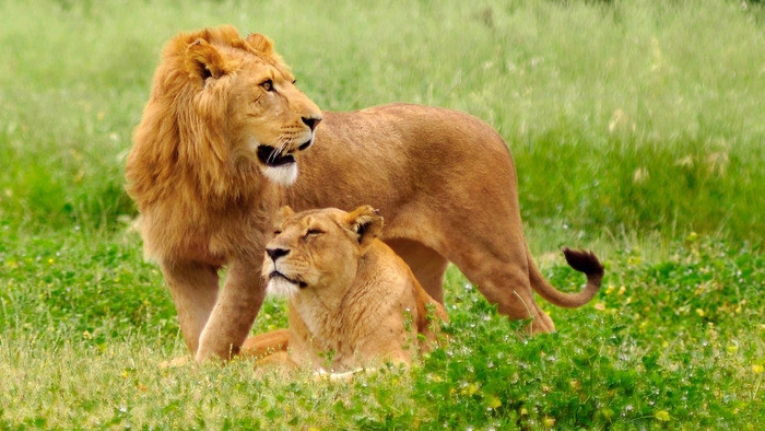 霸气的非洲狮子撕咬声mp3下载_【包图网】