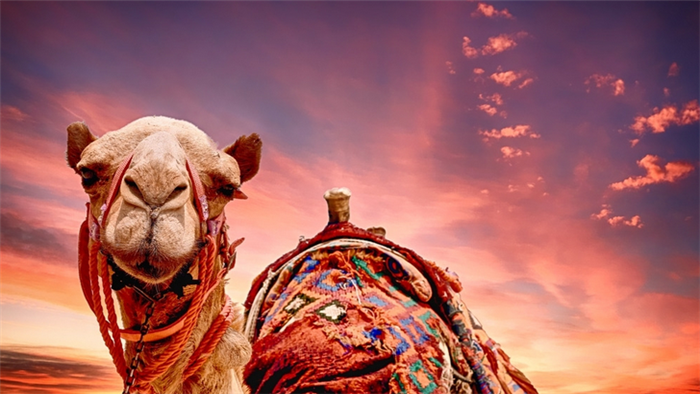骆驼在沙漠上的叫声音效