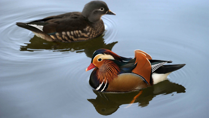 可爱的鸳鸯叫声音效