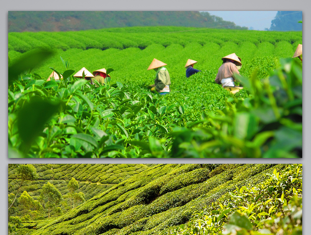 茶叶茶园绿茶植物背景图素材免费下载,本次作品主题是背景,使用场景是