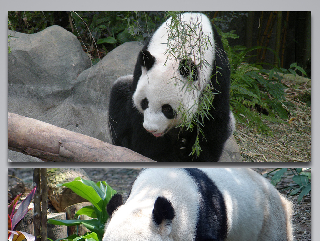 熊猫国宝级动物背景图
