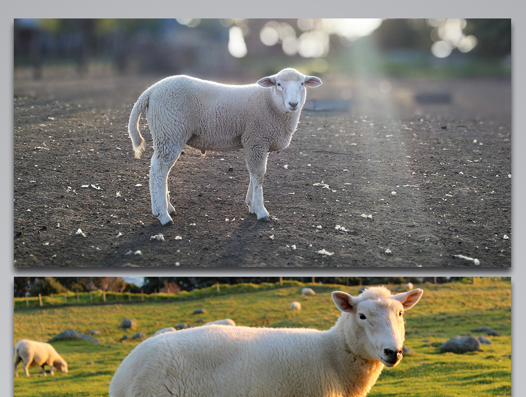 户外绵羊可爱草地背景图