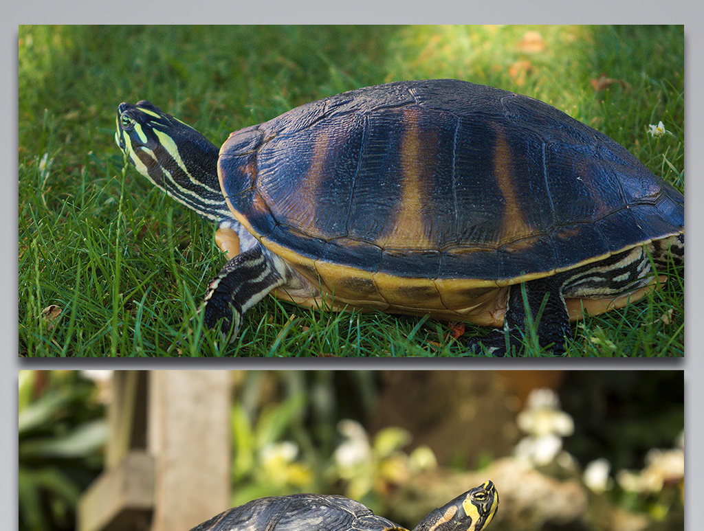 陸龜野生動物背景圖