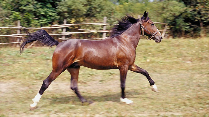 马喘息声音效素材