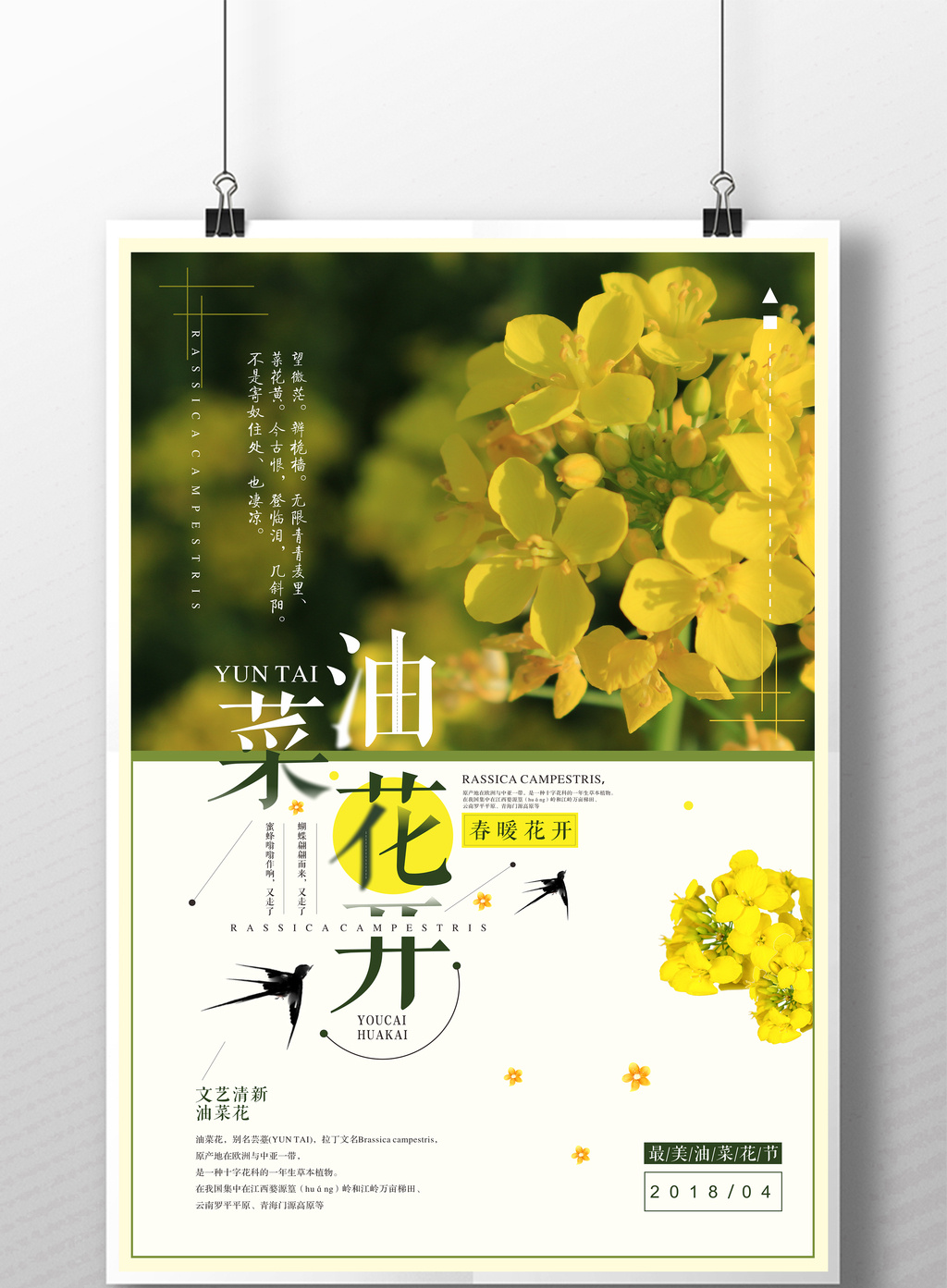 小清新文艺油菜花海报