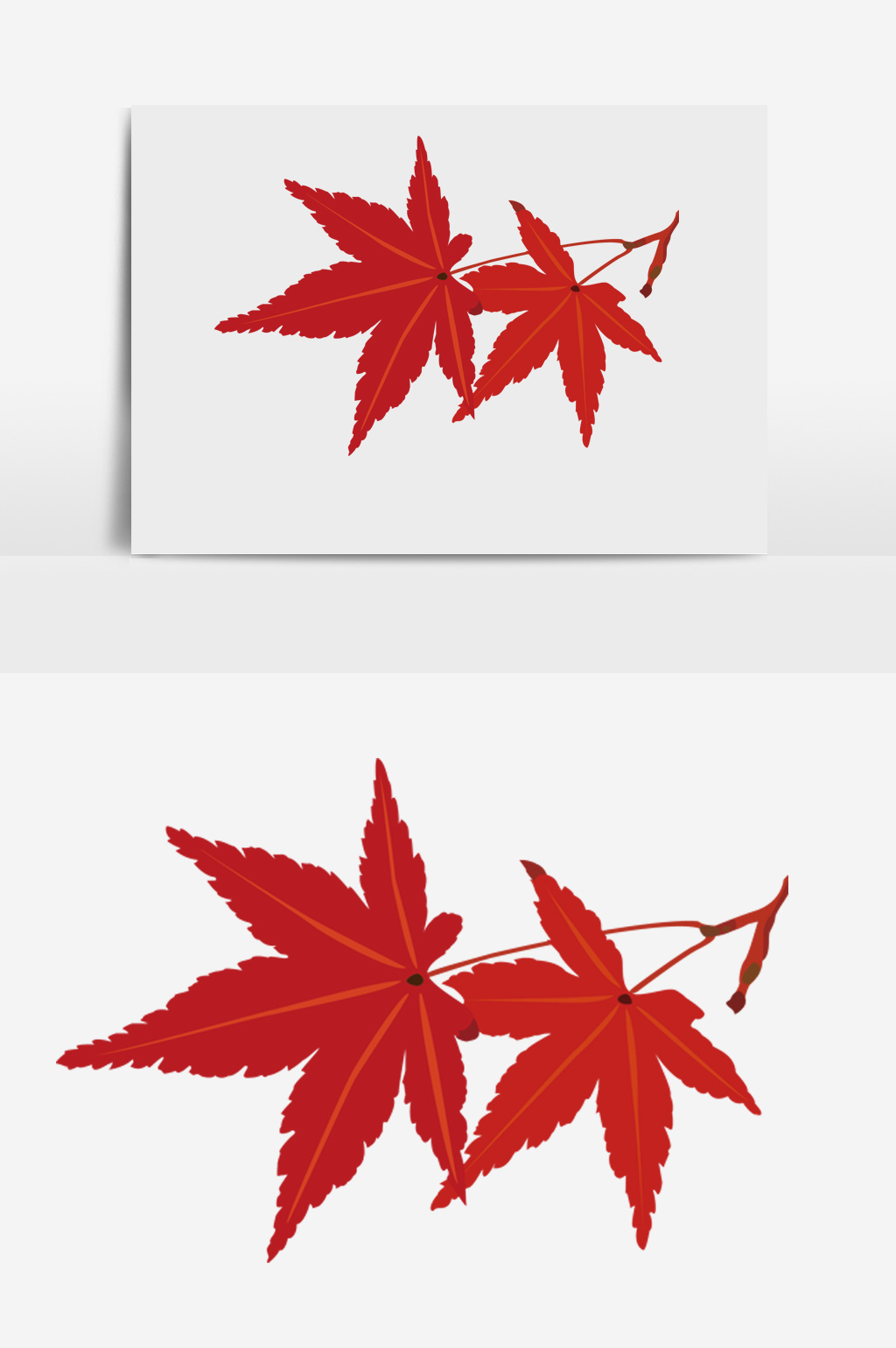 立秋:火红红的枫叶