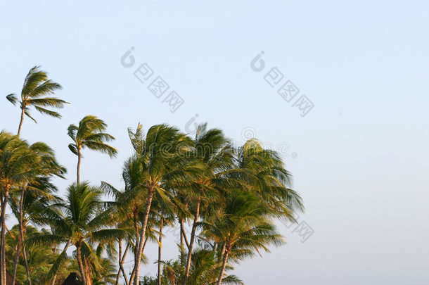 棕榈树在风中飘扬