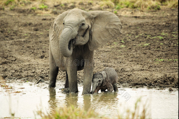 大象和新生儿