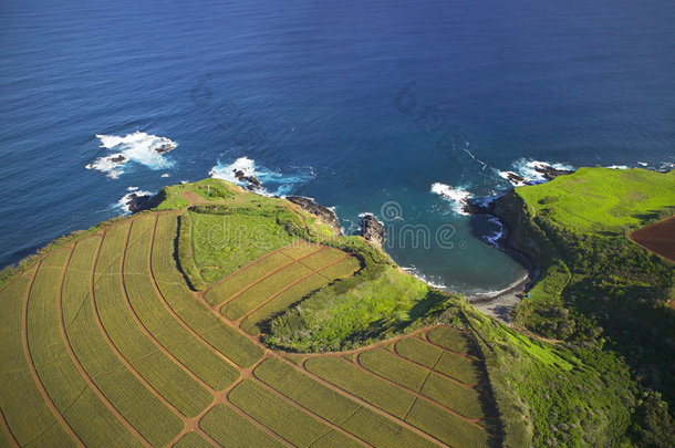 沿海夏威夷农业