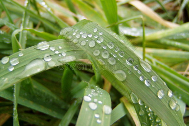 草地上的雨滴