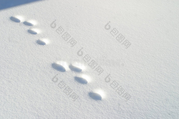 雪地里的兔子脚印