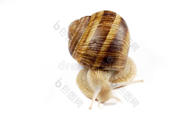 孤立蜗牛