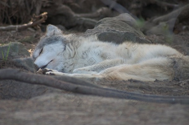熟睡的灰狼崽。