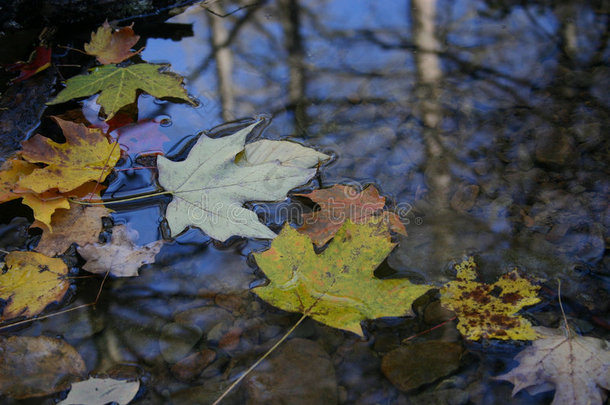 秋叶飘浮水面