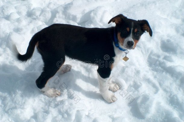 雪地里的小狗