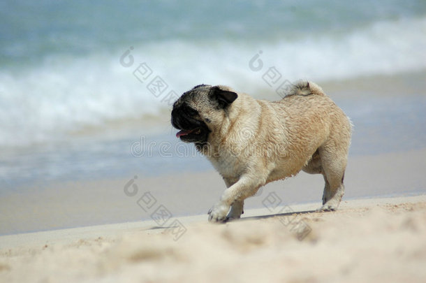海滩上的狗日