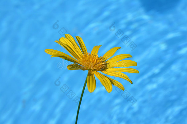 泳池边的雏菊