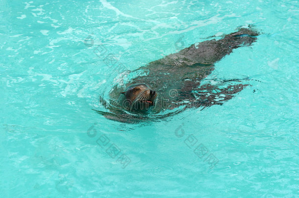 海豹游泳2