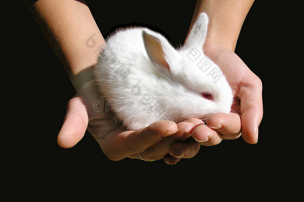 女人手里的小白兔