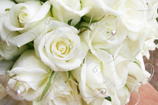 珍珠白玫瑰