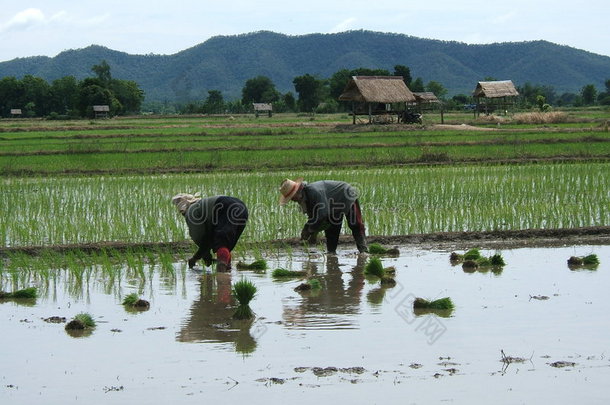 亚洲水稻种植