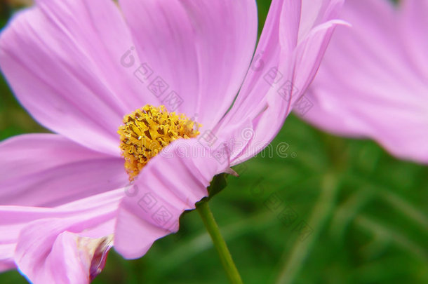 娇艳的花朵