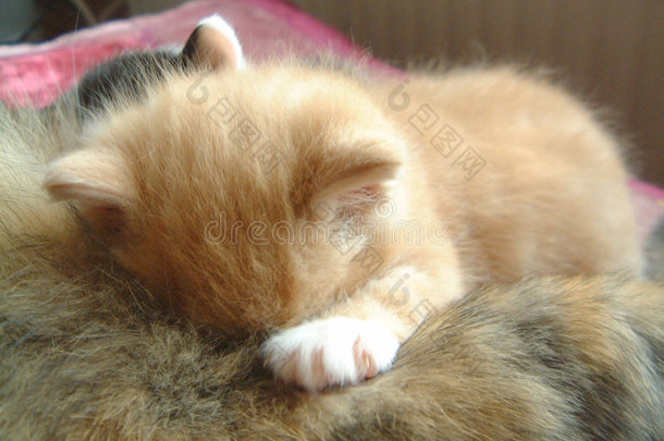 小红猫喝酒睡觉