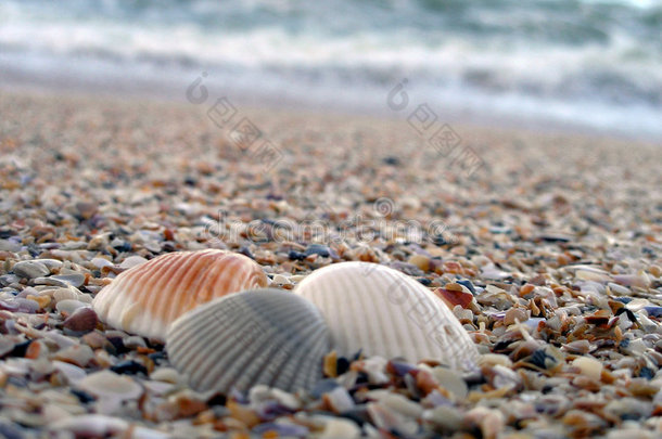 海滩破碎的关闭旋塞海螺