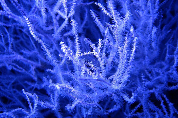 蓝色效果-黑珊瑚色