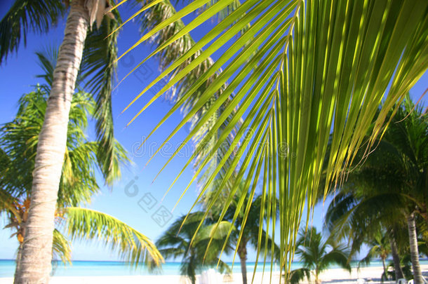 热带棕榈林