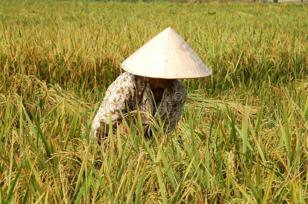 收割水稻的农民
