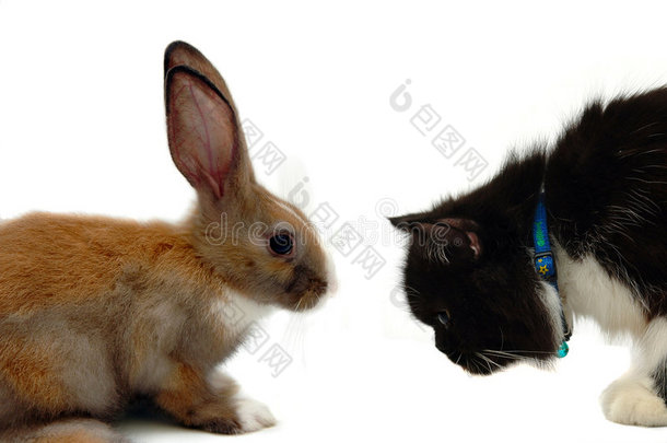 兔子vs猫