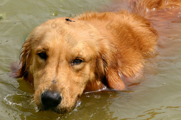 金毛猎犬游泳