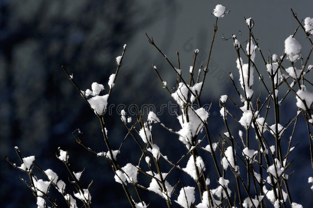 雪树