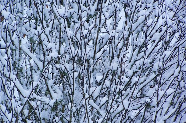 树枝上的雪