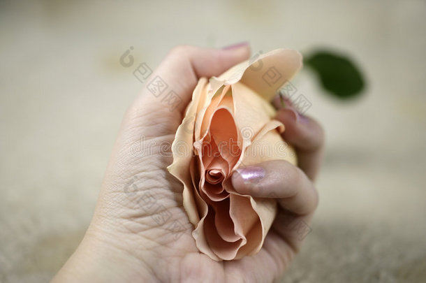 一枝玫瑰和一只手